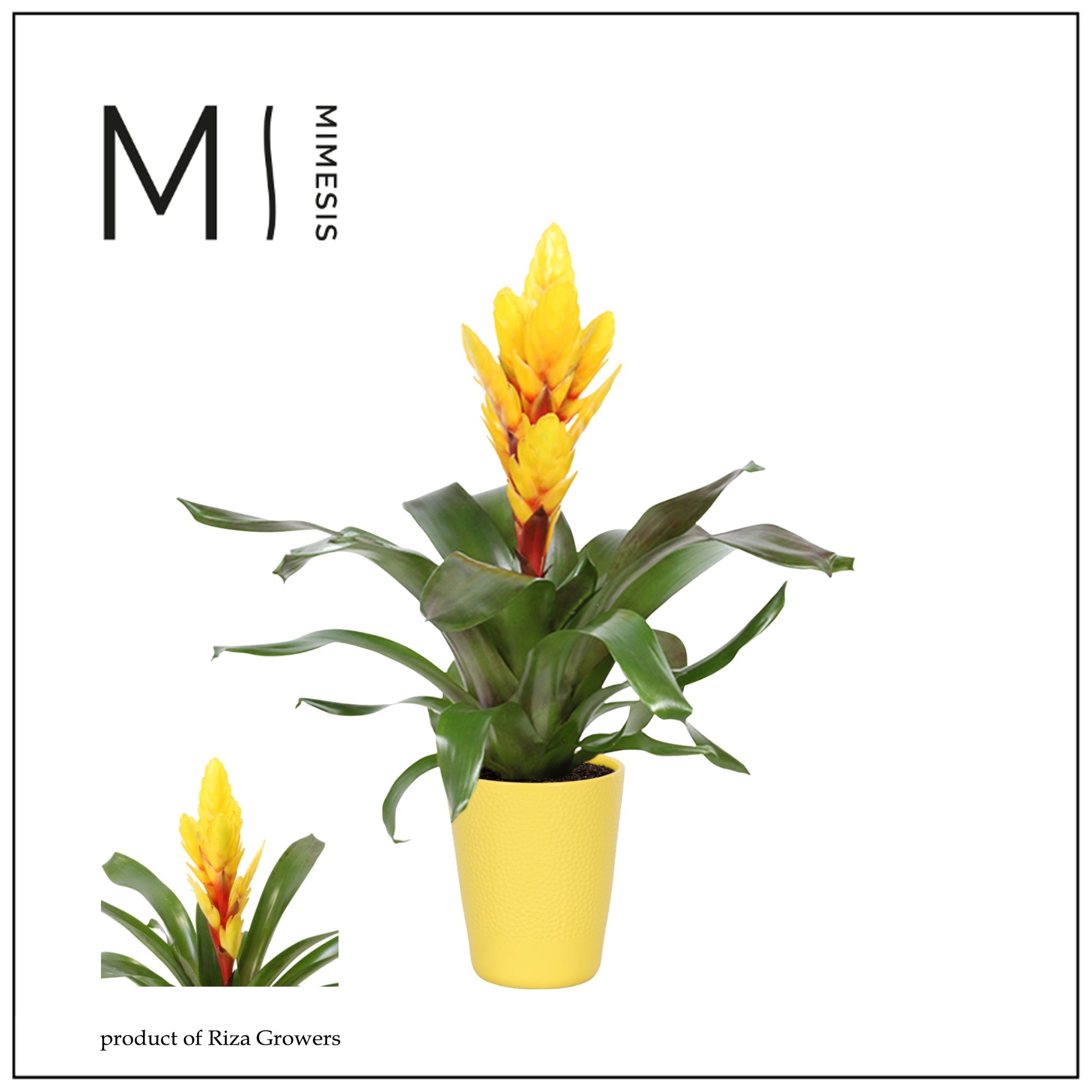 Vriesea Intenso Yellow 48cm 12cm Pot