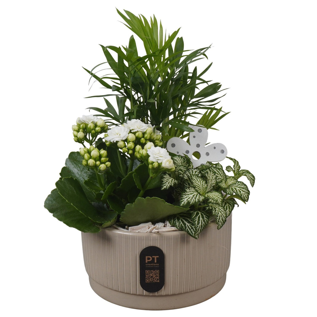 Indoor arrangement 27cm 16cm Pot