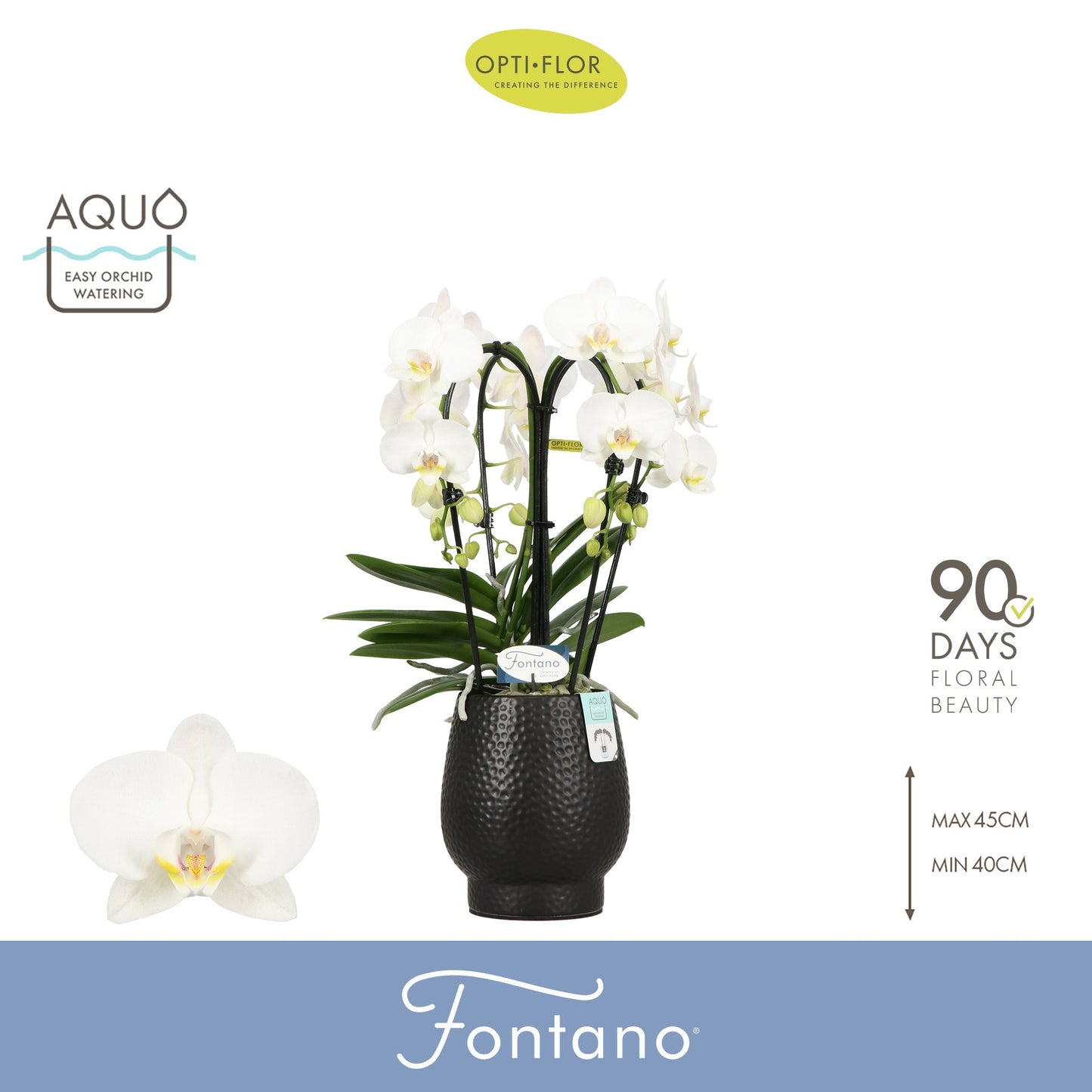 Phalaenopsis white 50cm 12cm Pot