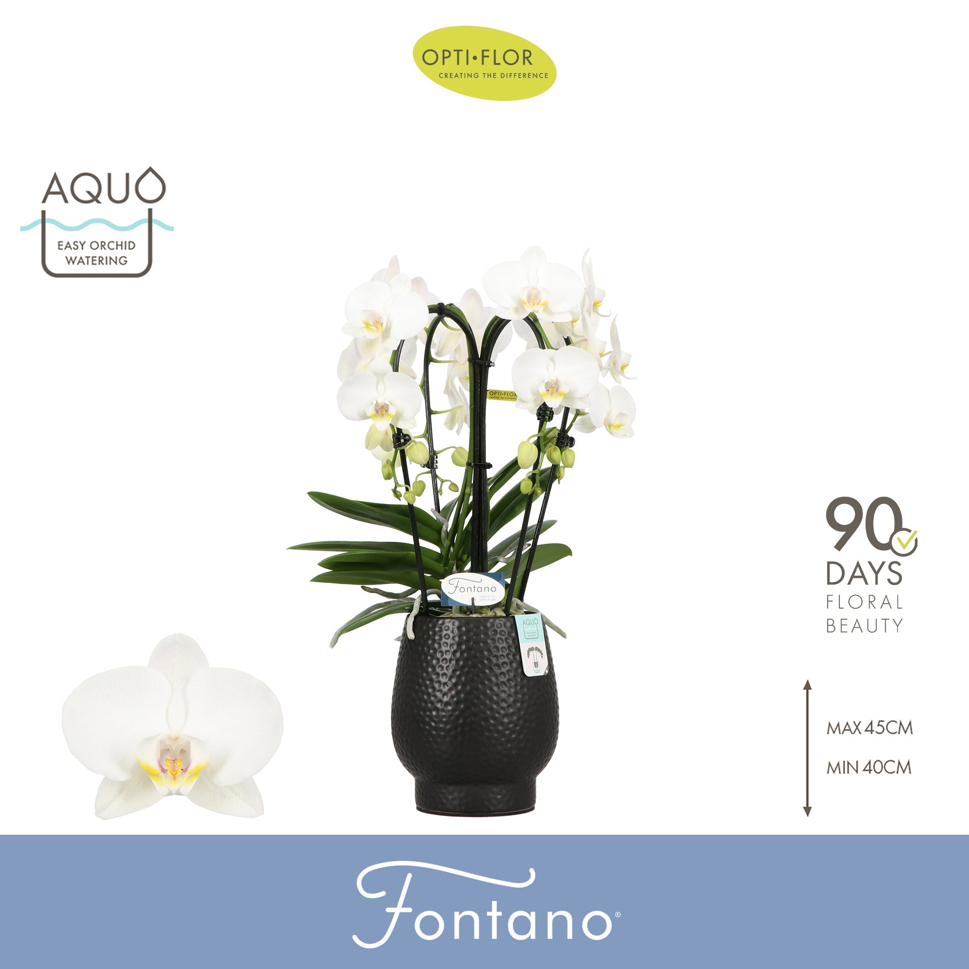 Phalaenopsis white 50cm 12cm Pot