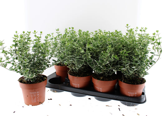 Euonymus Emerald Gaiety 30cm 13cm Pot