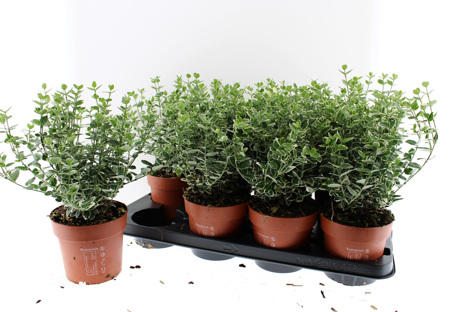 Euonymus Emerald Gaiety 30cm 13cm Pot