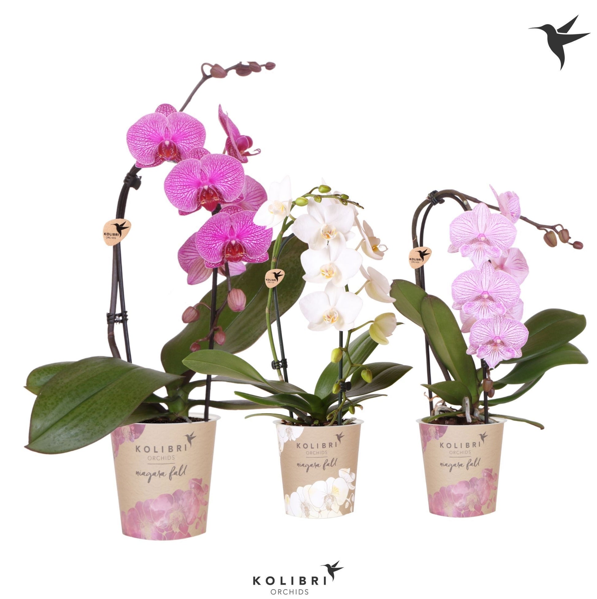 Phalaenopsis Niagara Fall mix 40cm 9cm Pot