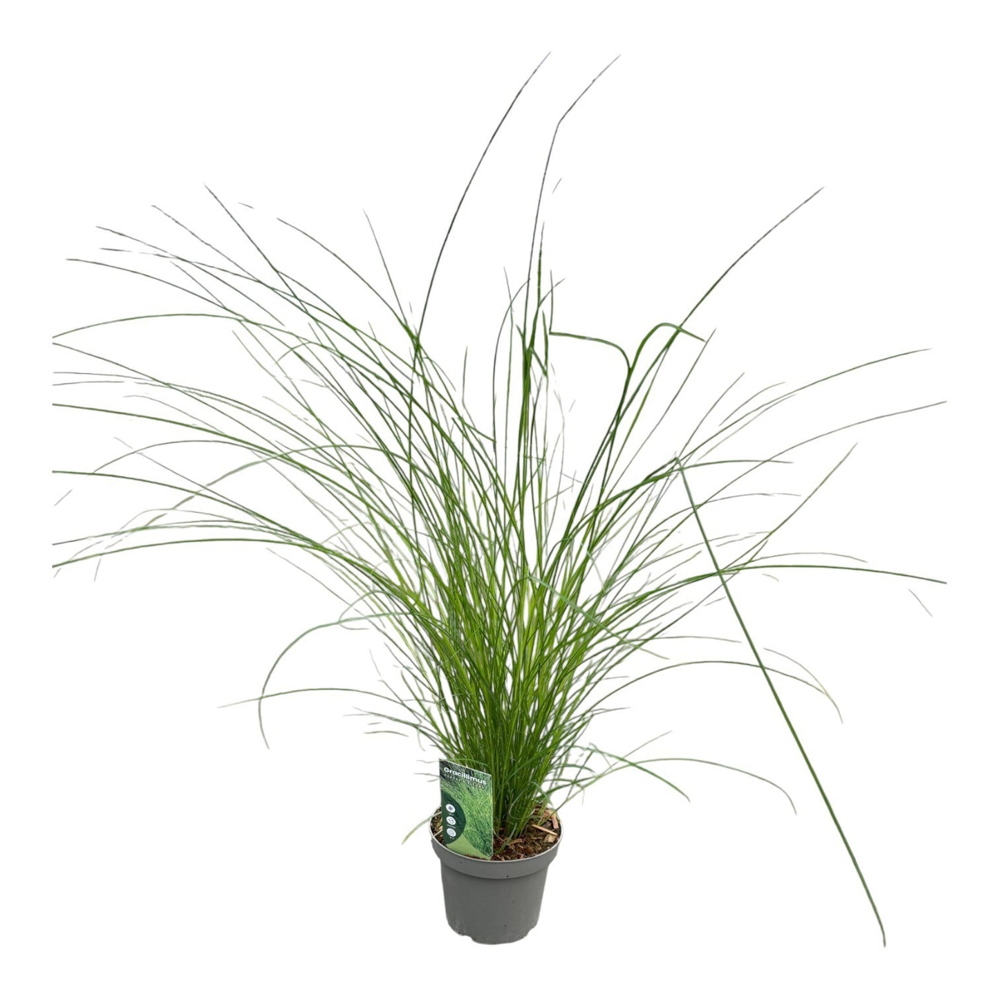 Miscanthus sin. Gracillimus 50cm 14cm Pot