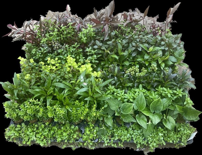 Waterplkw R. Moerings Aquarium plant mix Pack of 108