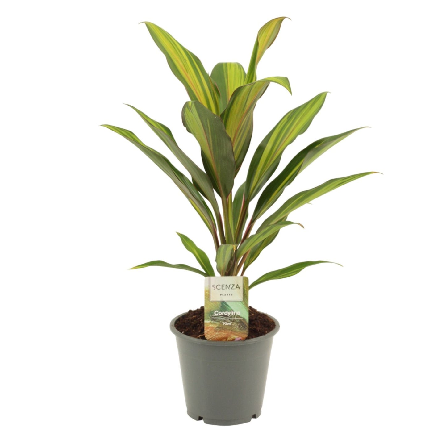 Cordyline frut. Kiwi 40cm 12cm Pot