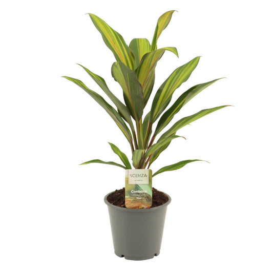 Cordyline frut. Kiwi 40cm 12cm Pot