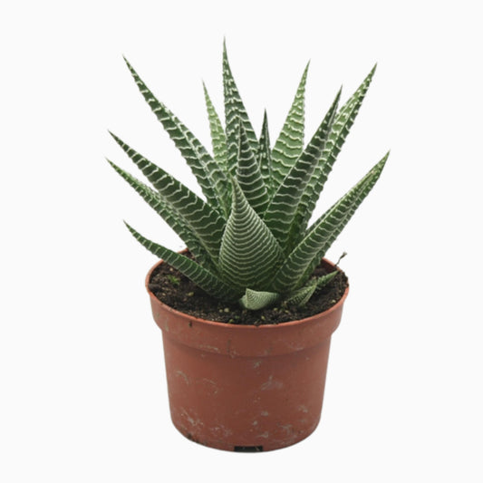 Haworthia limifolia 20cm 510cm Pot