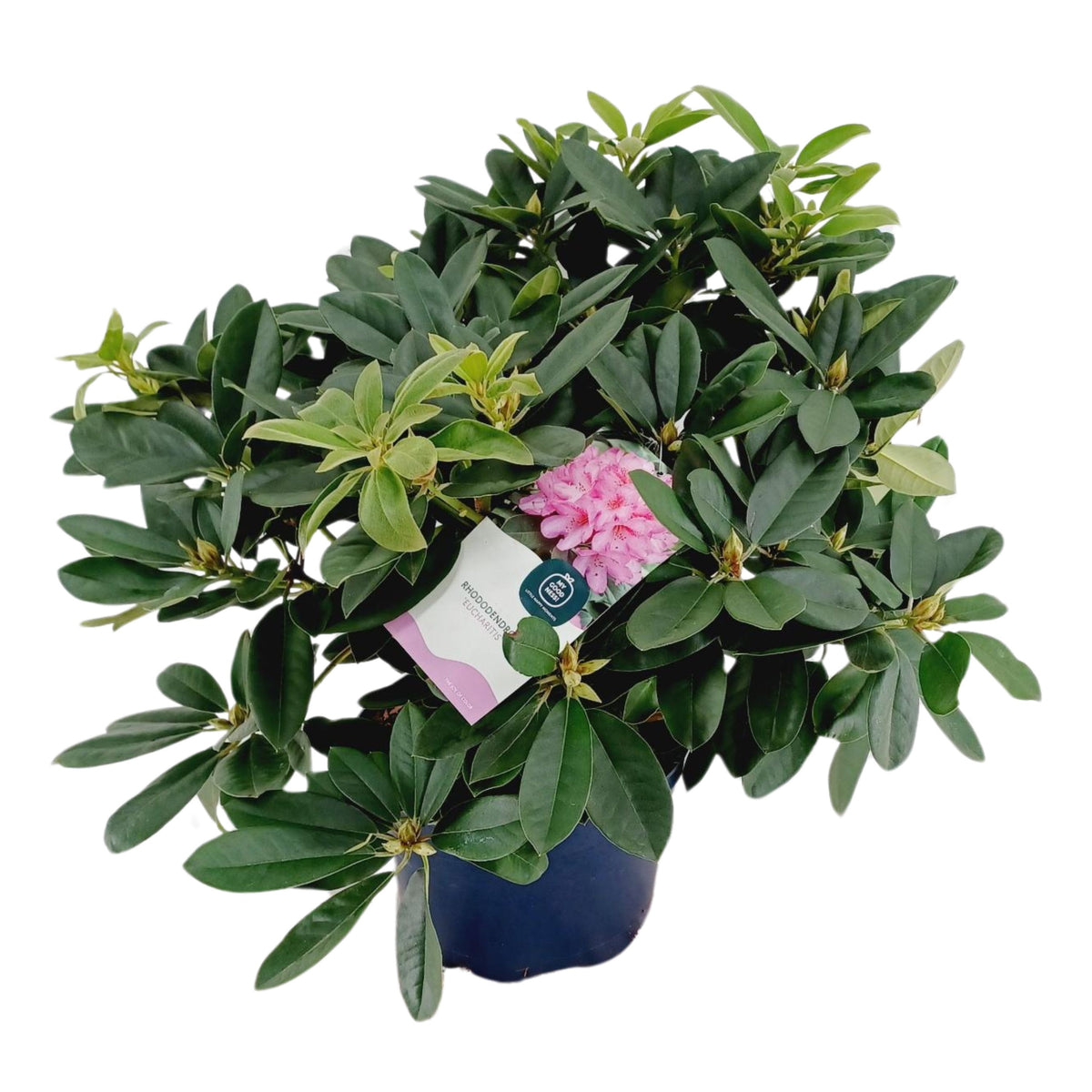 Rhododendron hippophaeoides 90cm 34cm Pot