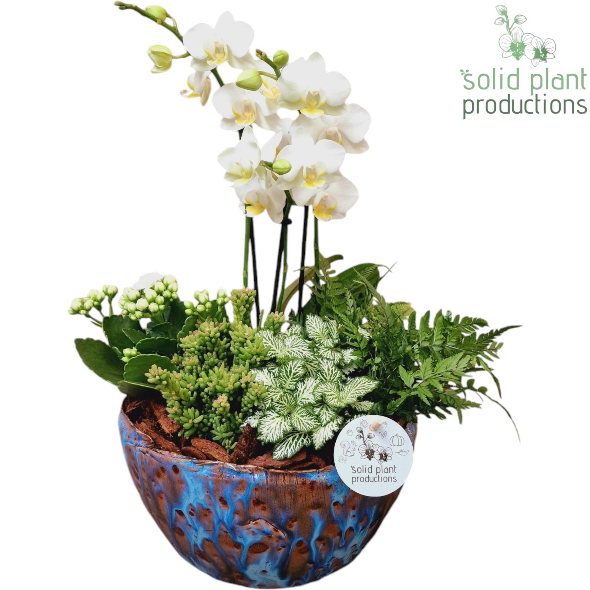 ph080-olivia-blue-phalaenopsis-45cm-24cm-pot