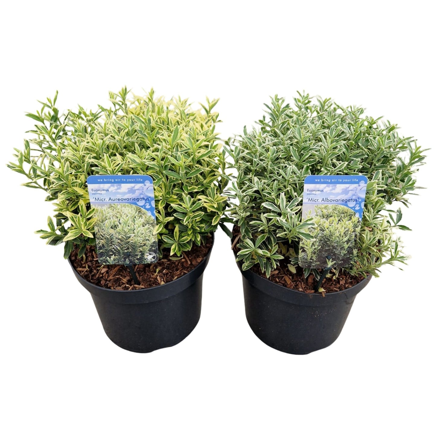 Euonymus japonicus 40cm 26cm Pot