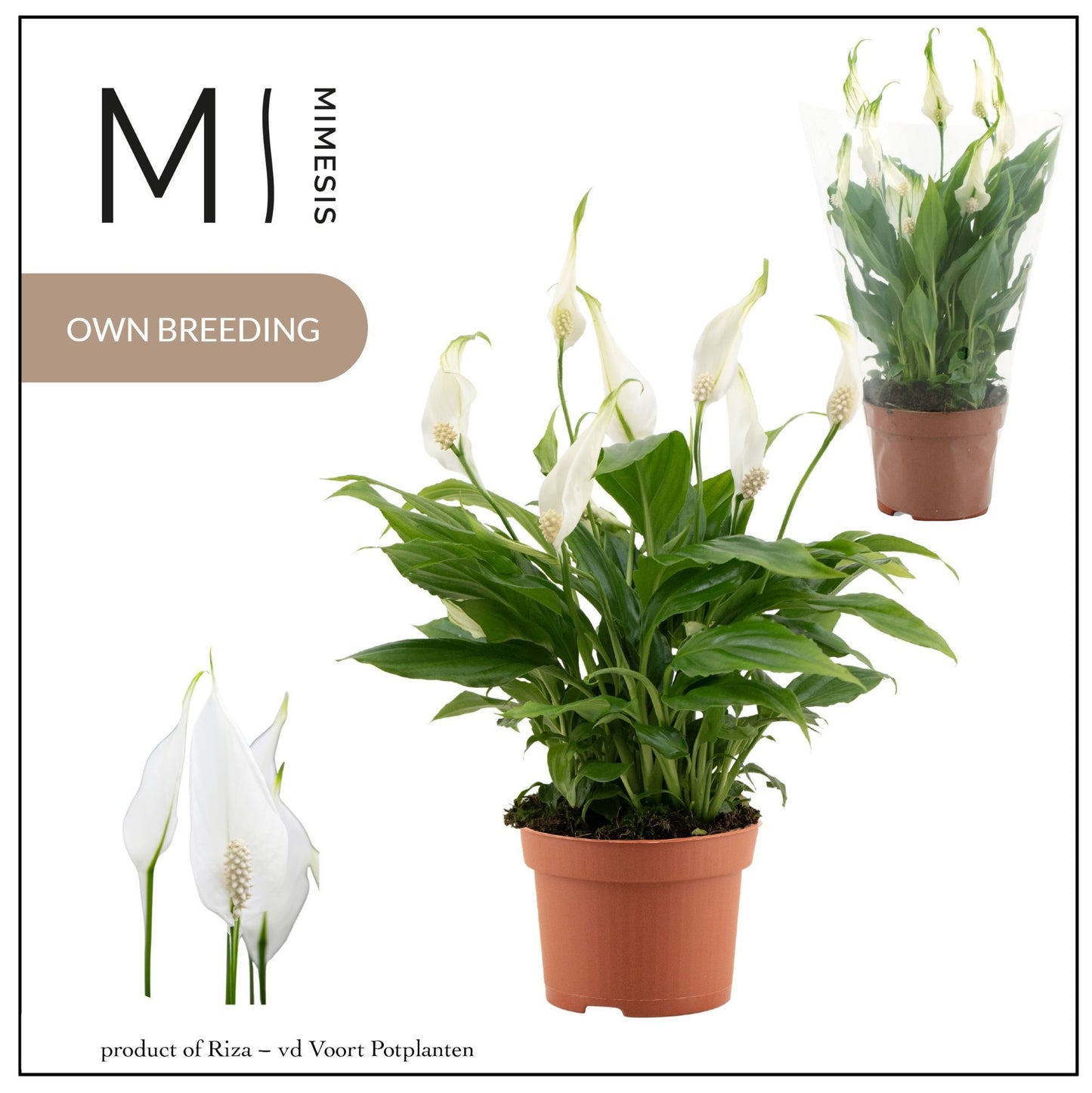 Spathiphyllum Chopin 30cm 10.5cm Pot