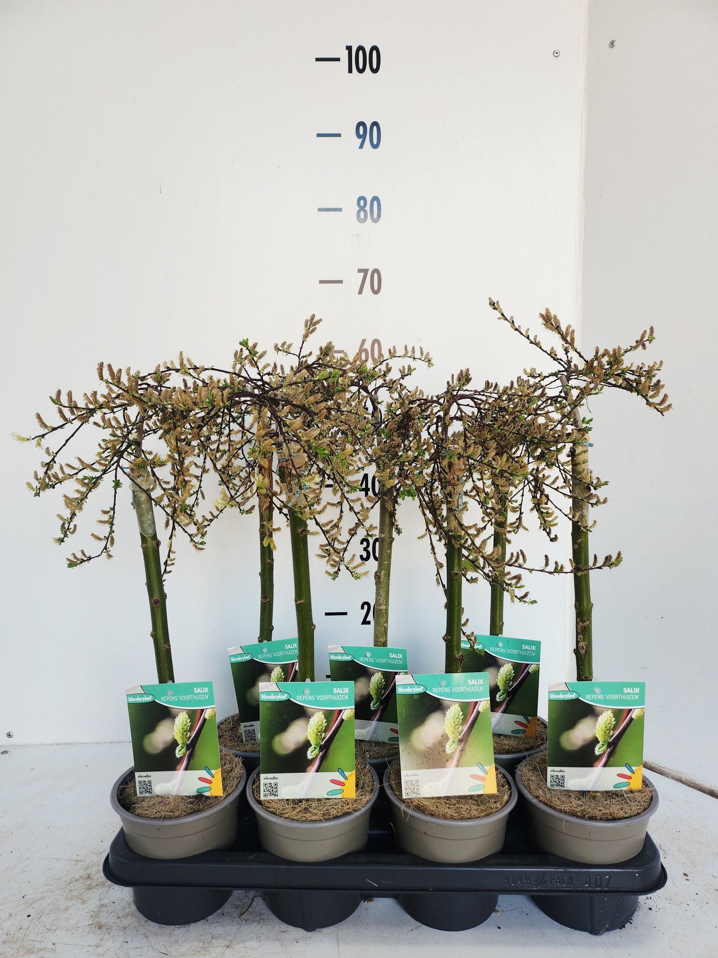 Salix repens Voorthuizen 50cm 14cm Pot