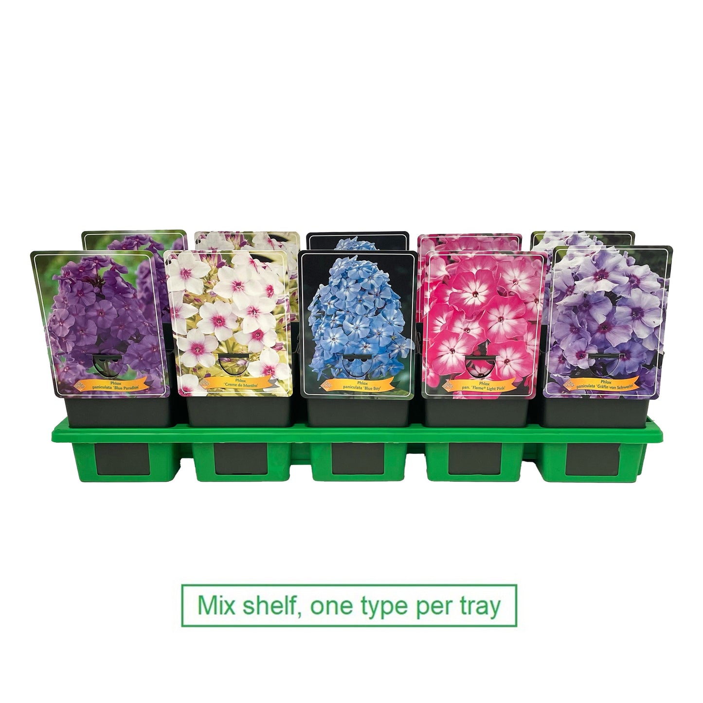 Phlox paniculata mix 25cm 11cm Pot