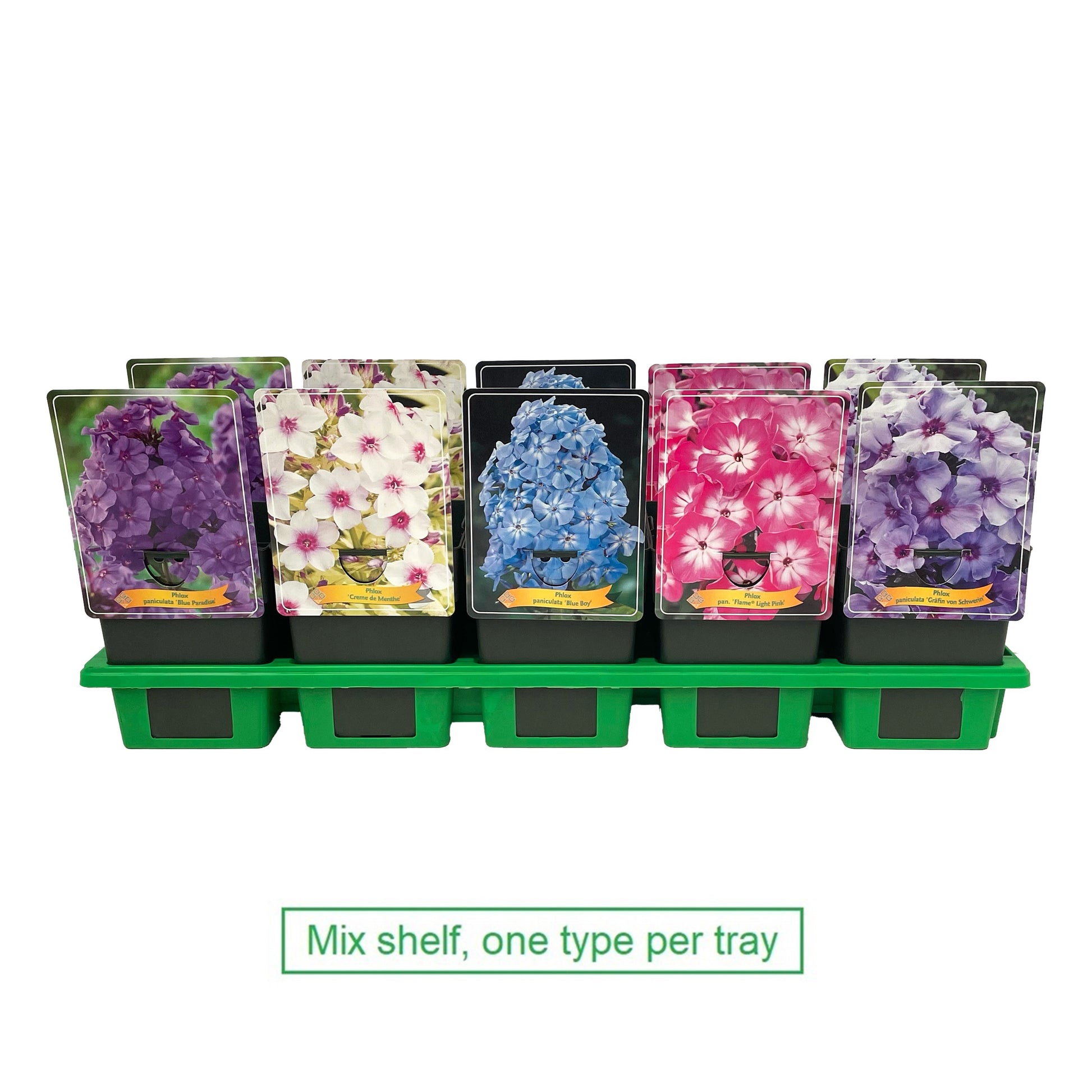 Phlox paniculata mix 25cm 11cm Pot