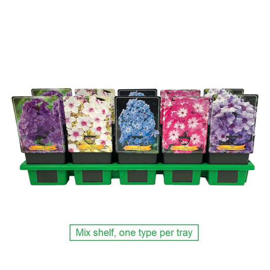Phlox paniculata mix 25cm 11cm Pot