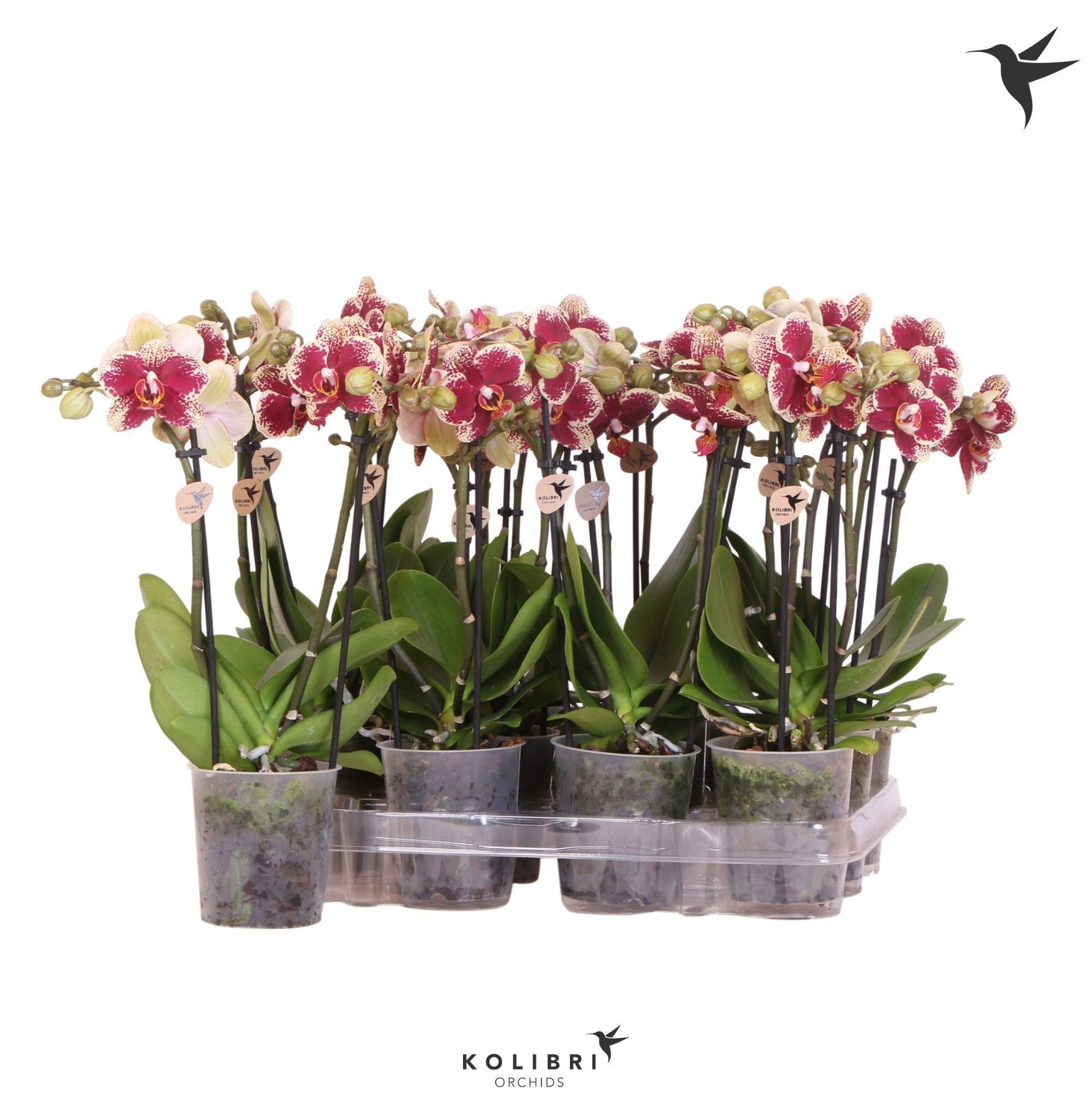 OK Plant Kolibri Orchids Phalaenopsis Diamond 2 spike no label Pack of 12