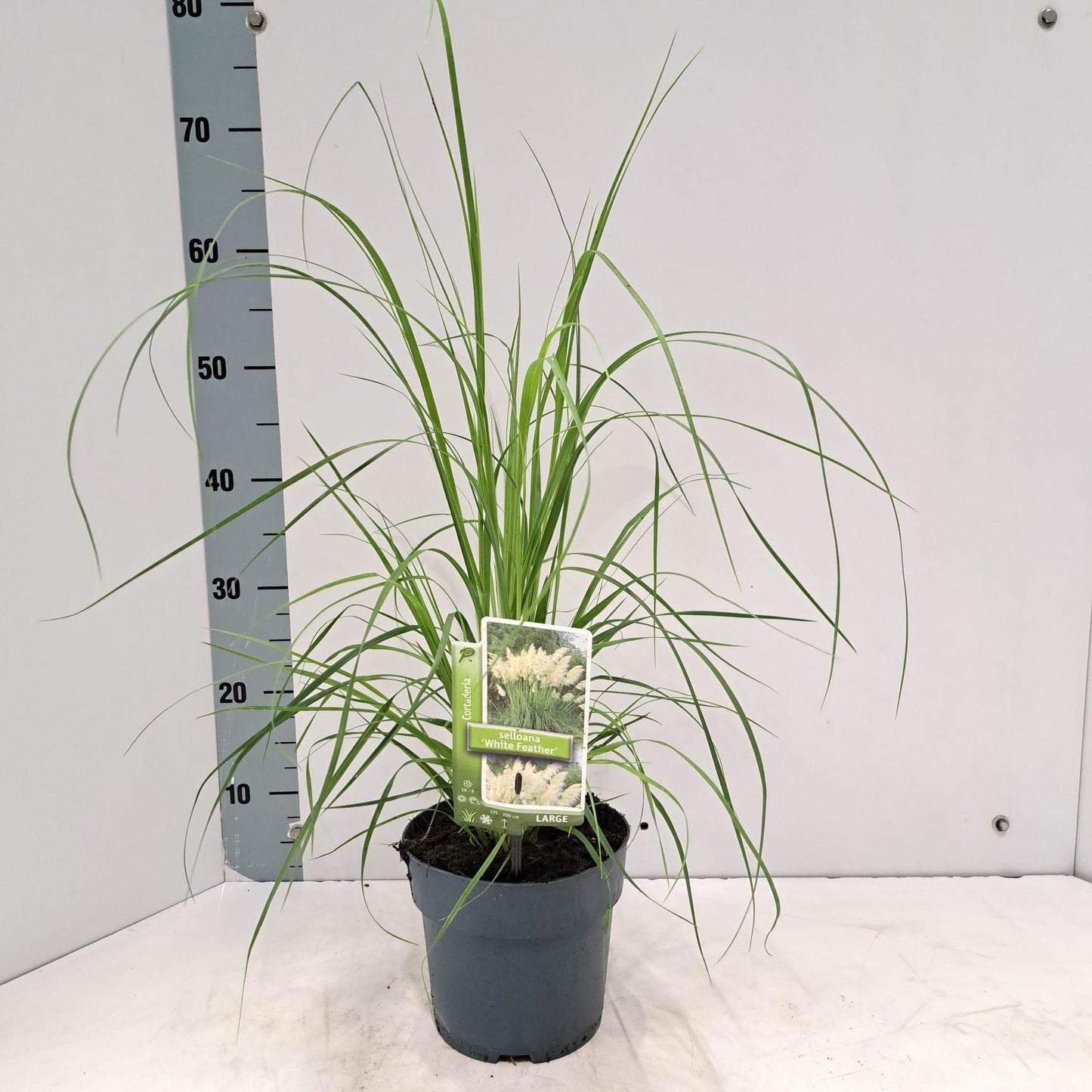 About Plants Zundert BV Cortaderia sel. White Feather Pack of 1
