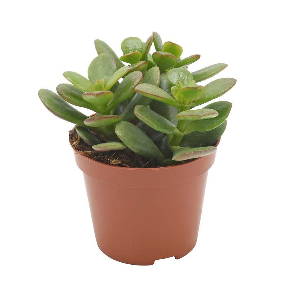 Crassula Minor 12cm 8.5cm Pot
