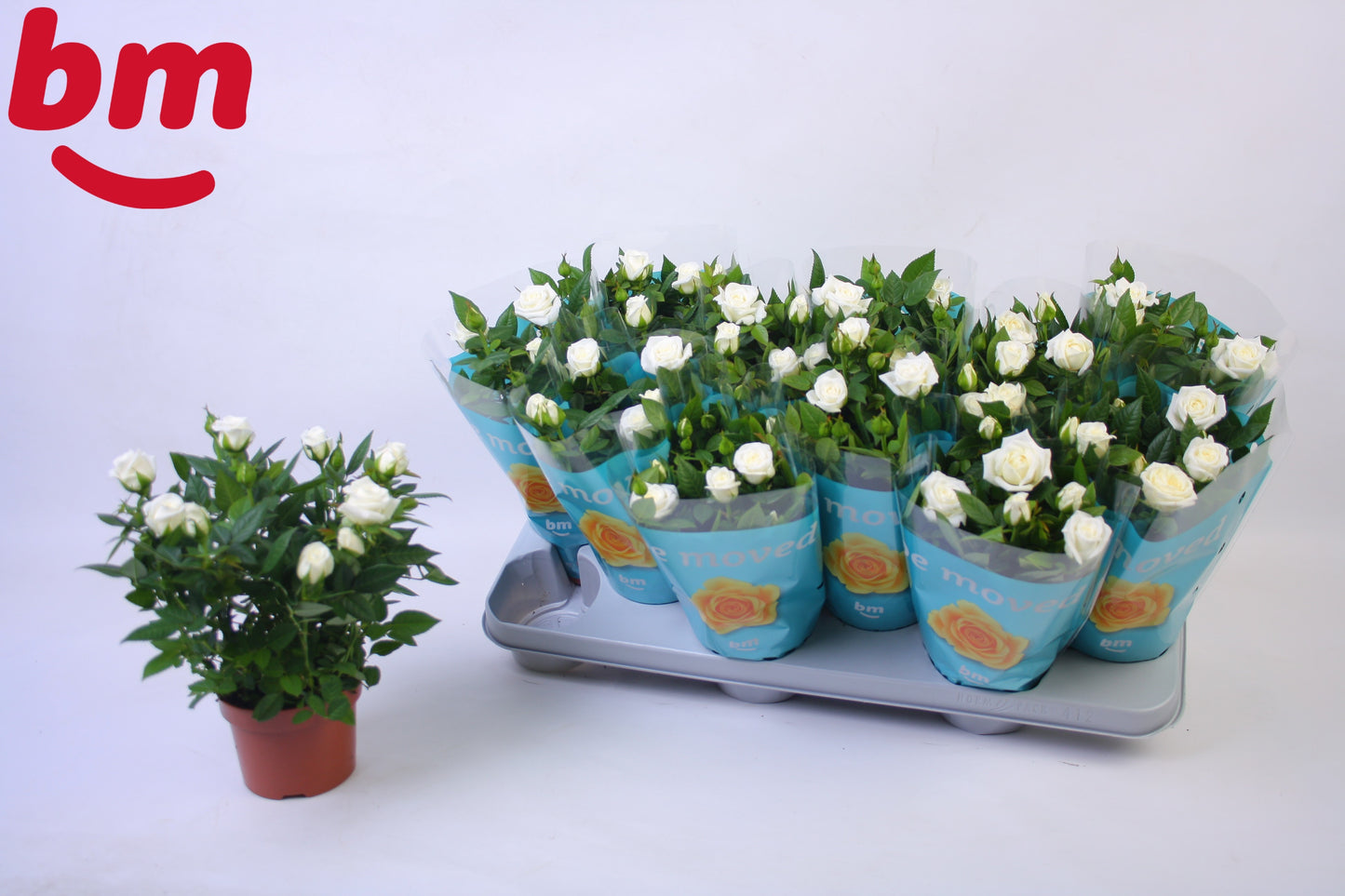 BM Roses Rosa Jewel White Pack of 12