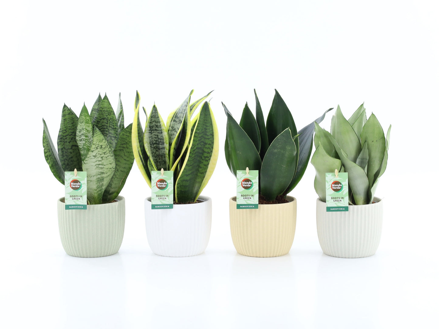 Sansevieria 35cm 13cm Pot