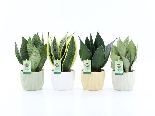 Sansevieria 35cm 13cm Pot