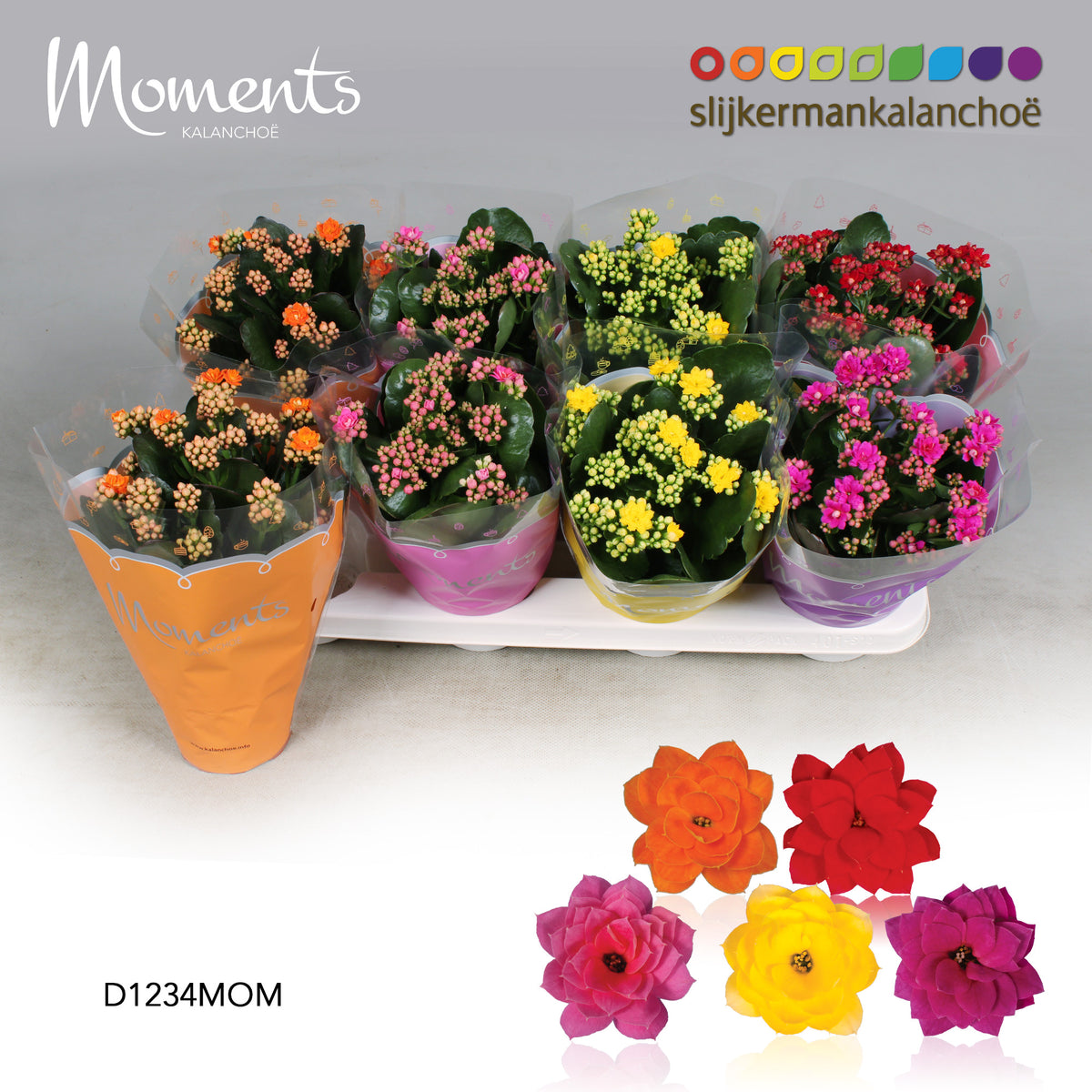 Kalanchoe mix 24cm 12cm Pot