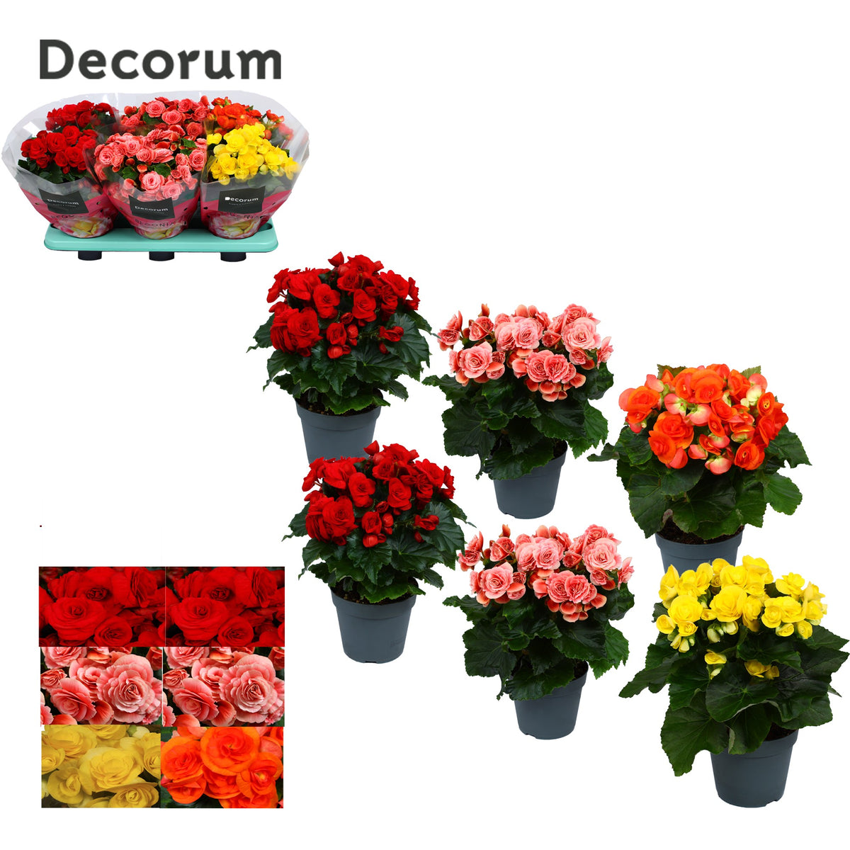 Begonia elatior  mix 32cm 14cm Pot