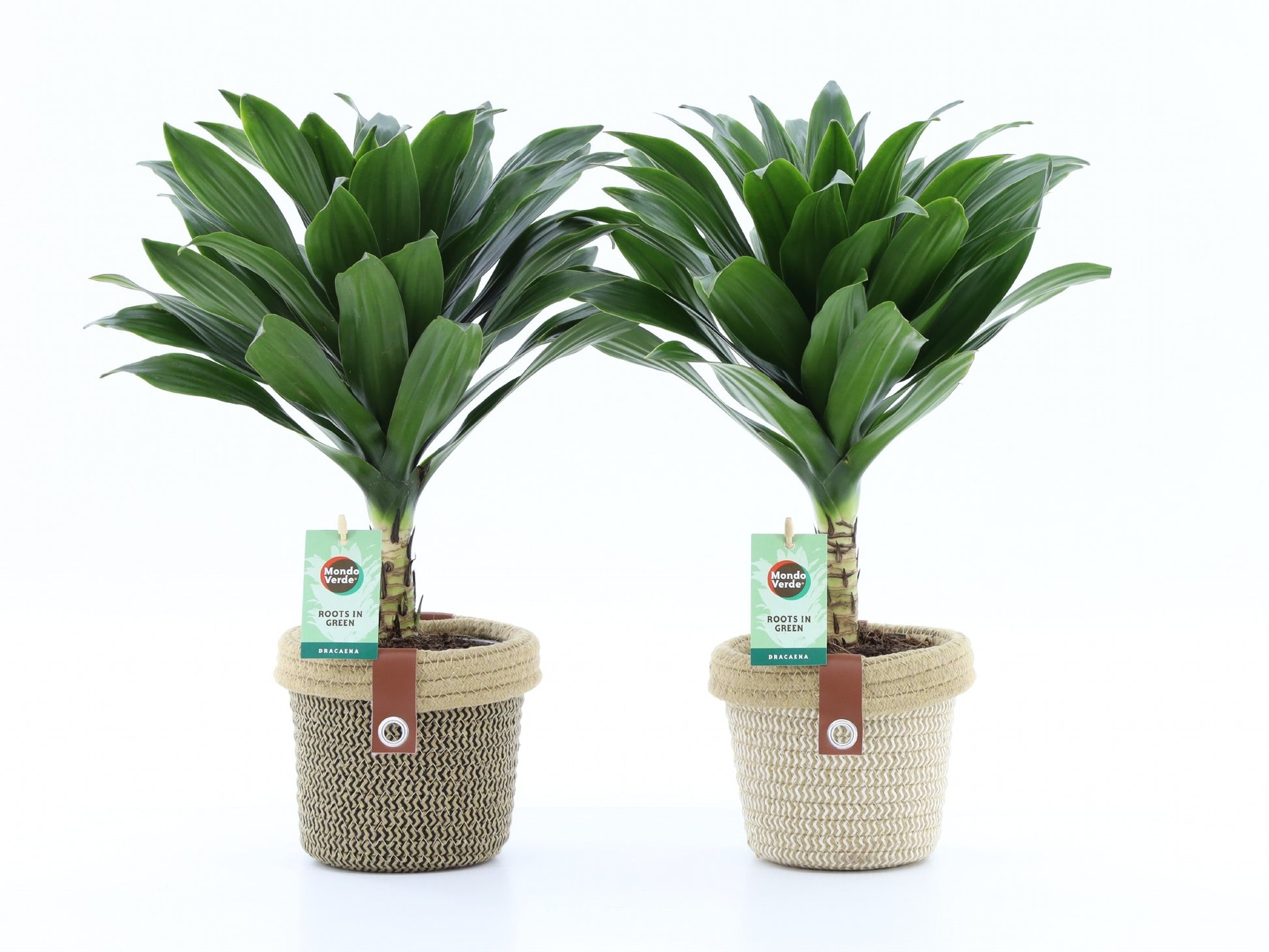 Dracaena fragrans Janet Craig 40cm 14cm Pot