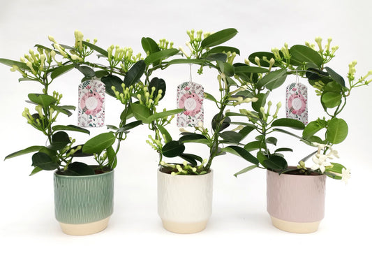 Stephanotis floribunda 47cm 12cm Pot
