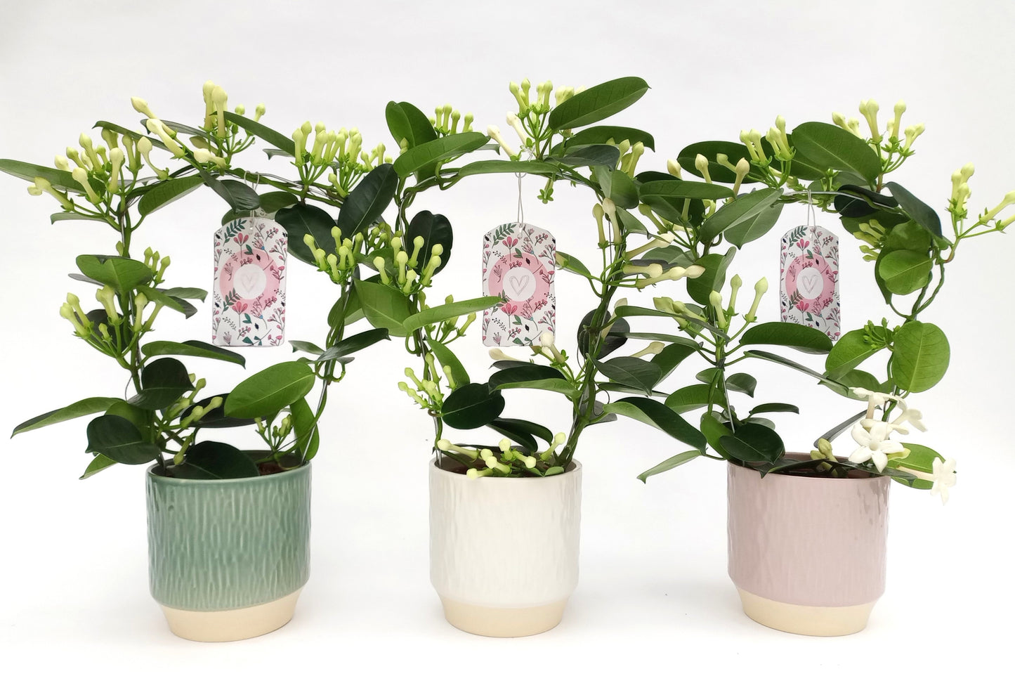 Stephanotis floribunda 47cm 12cm Pot
