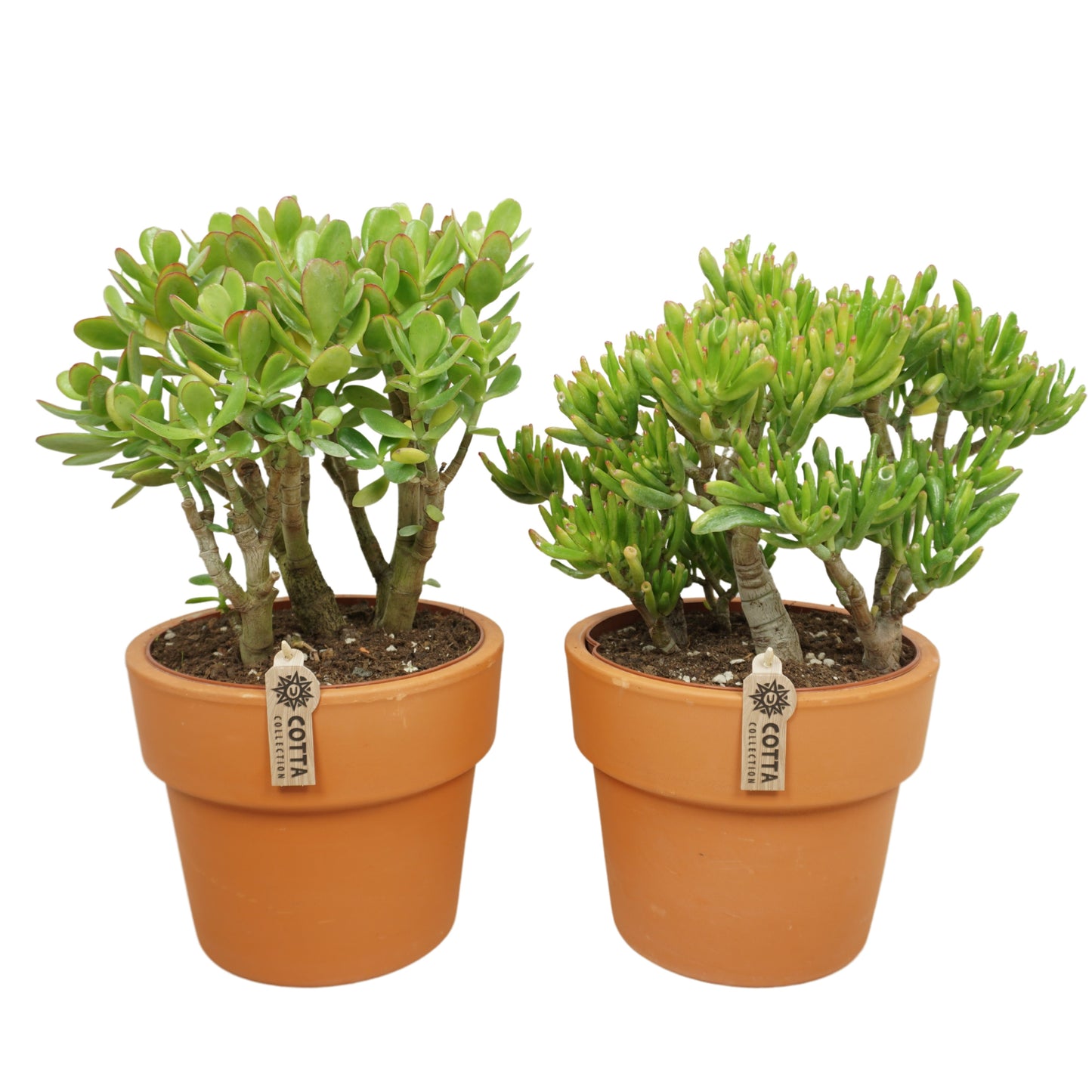 Crassula mix 40cm 21cm Pot