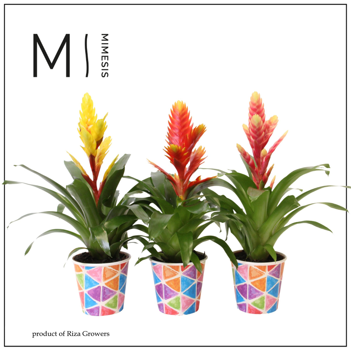 Vriesea mix 45cm 12cm Pot