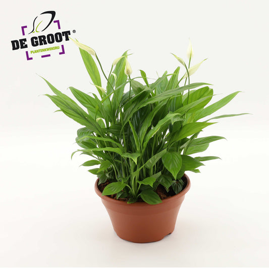 Foliage houseplants mix 45cm 23cm Pot