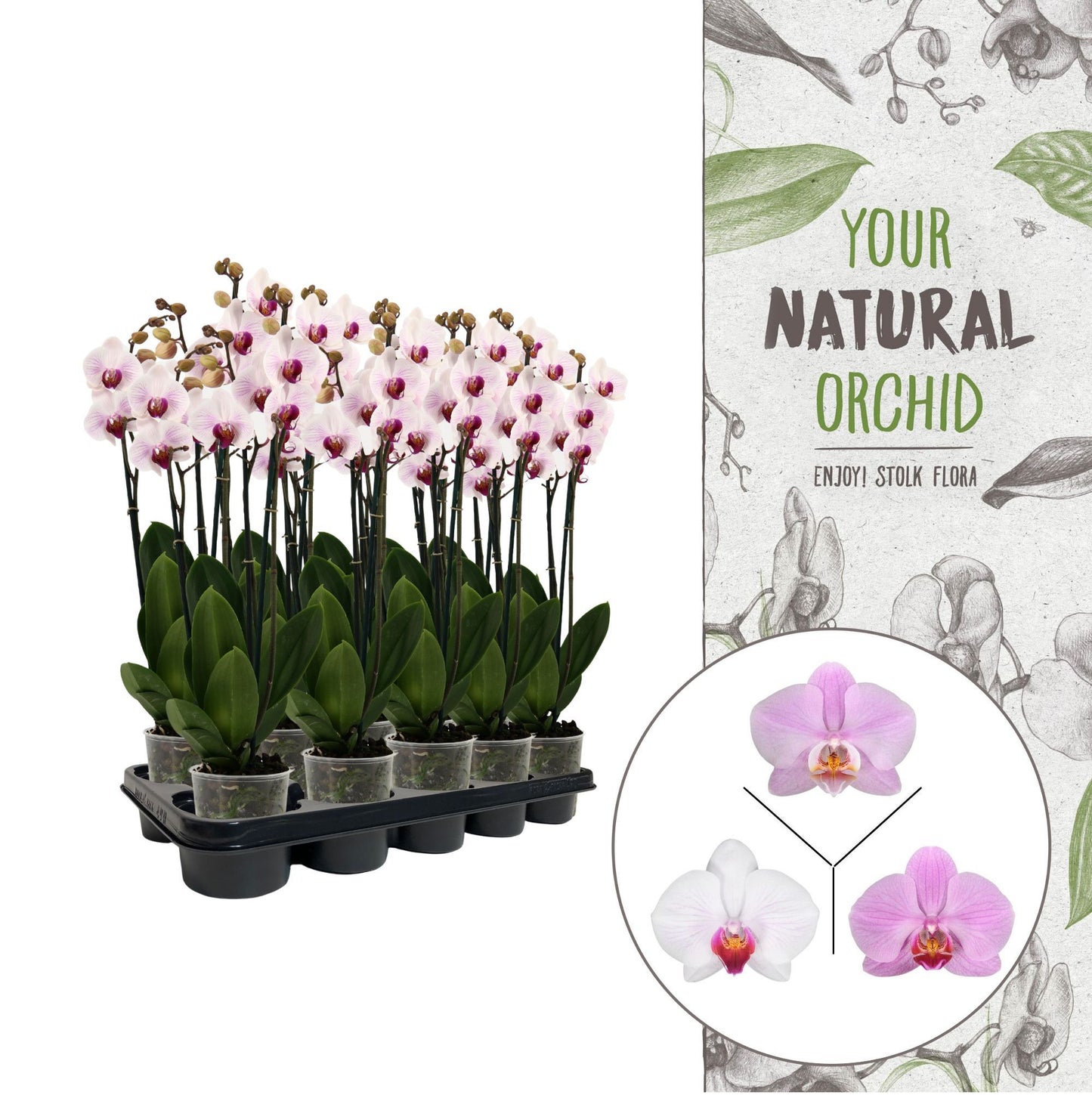 Stolk Flora BV Phalaenopsis pink Pack of 5