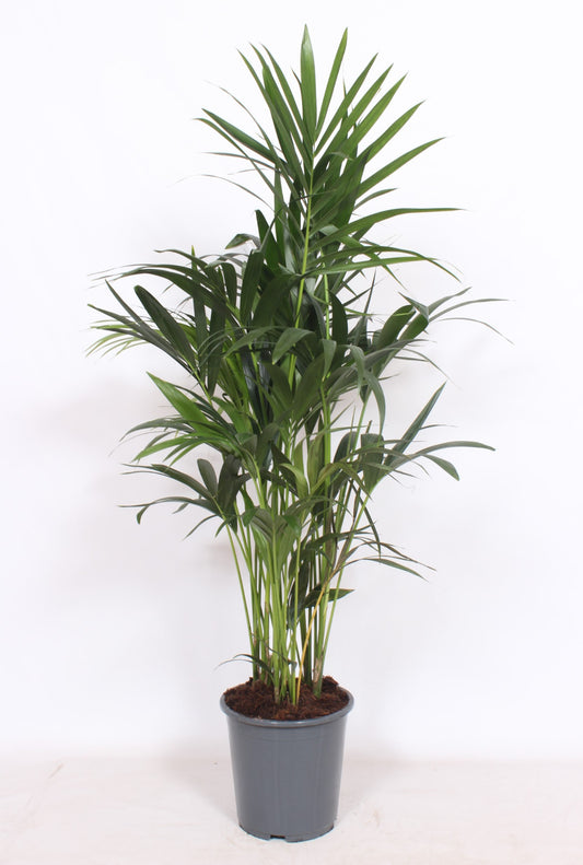 Howea forsteriana 120cm 27cm Pot