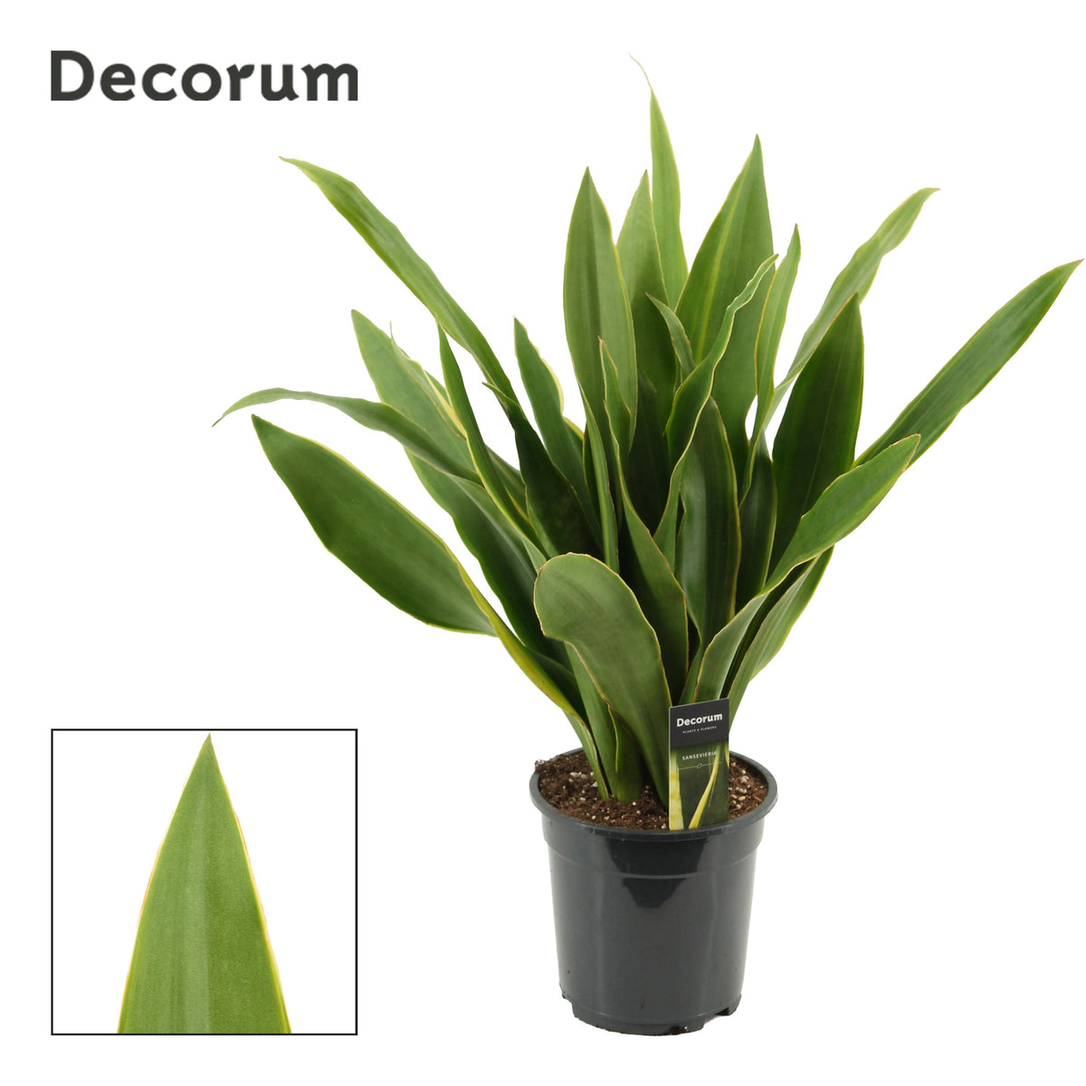 Sansevieria trifasciata 60cm 19cm Pot