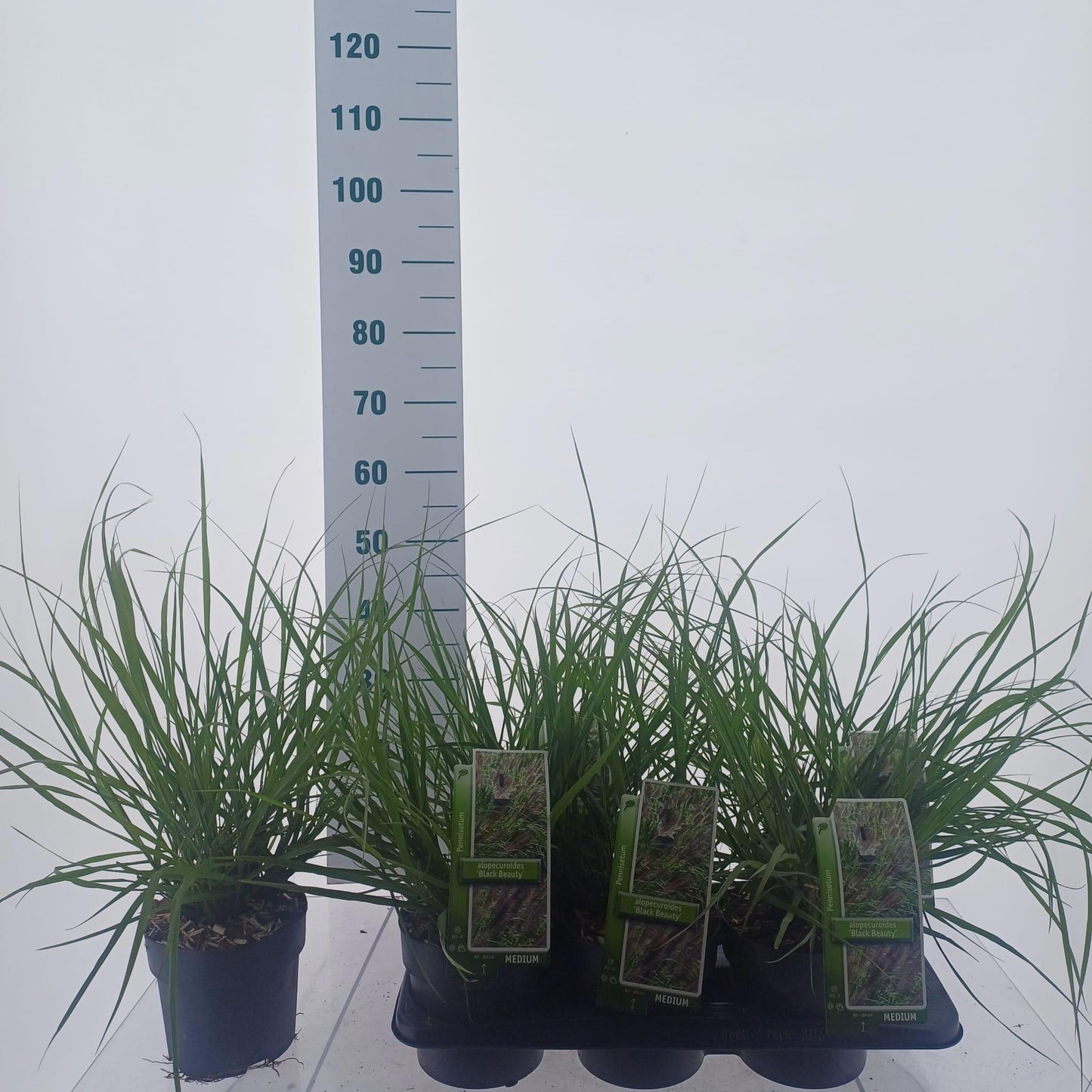 Pennisetum alopecuroides 45cm 17cm Pot