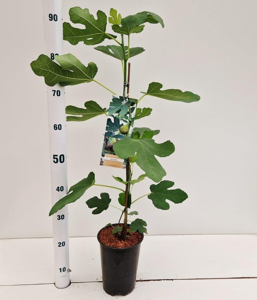 ficus-carica-brown-turkey-80cm-16cm-pot