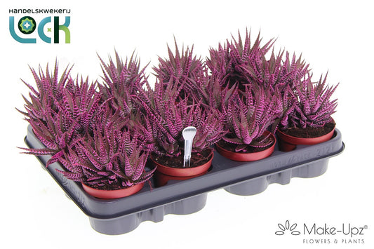 Haworthia Big Band Make Upz pink 12cm Special Pot (508)