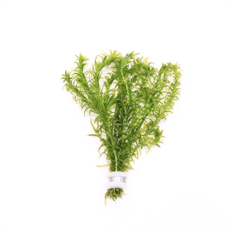 Egeria densa 5cm 2cm Pot
