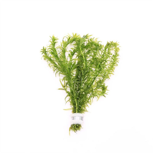 Egeria densa 5cm 2cm Pot