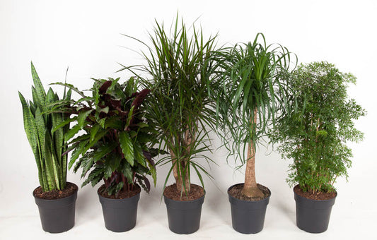 Foliage houseplants mix 120cm 27cm Pot