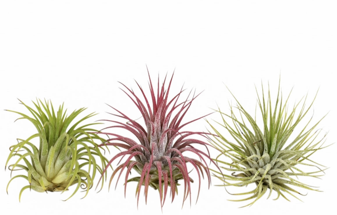 Corsaplant Tillandsia ionantha Pack of 24