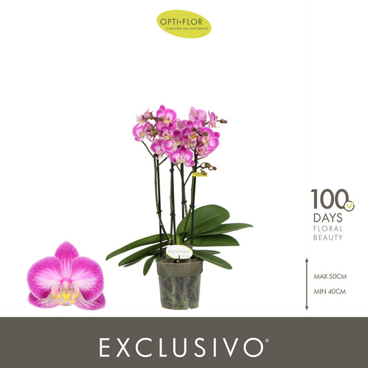Phalaenopsis pink 45cm 12cm Pot