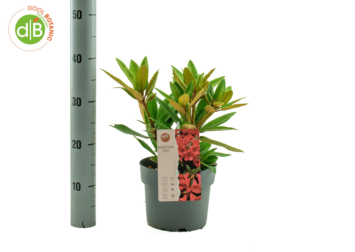 Rhododendron Dopey 30cm 19cm Pot