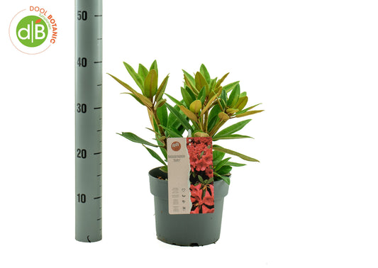 Rhododendron Dopey 30cm 19cm Pot