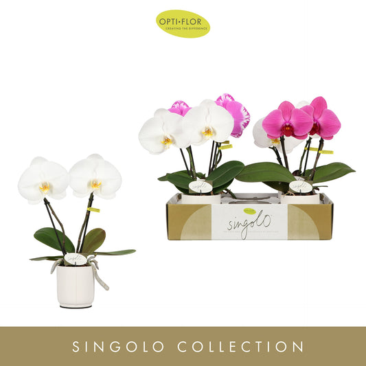 Phalaenopsis mix 40cm 9cm Pot