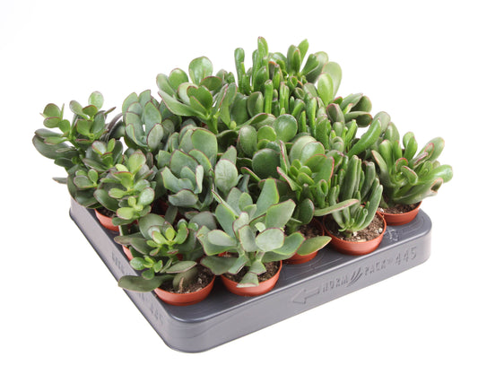 Crassula mix 10cm 505cm Pot