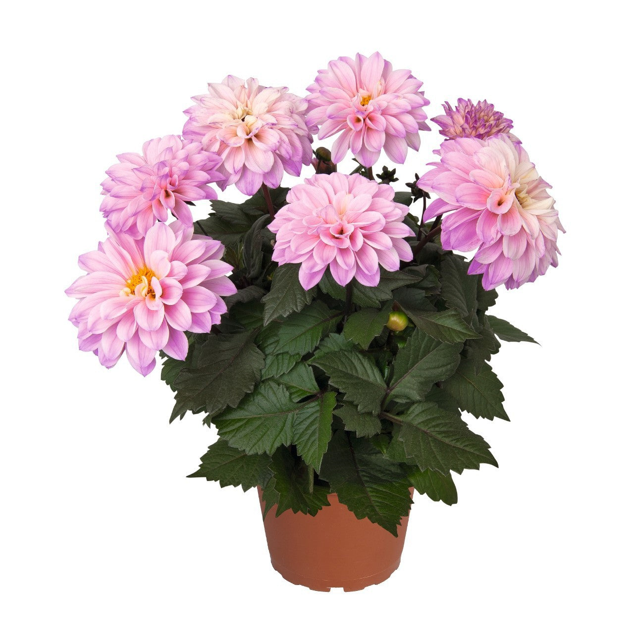 Scheffers, A.J.S. Dahlia Hypnotica Rose Bicolor Pack of 6
